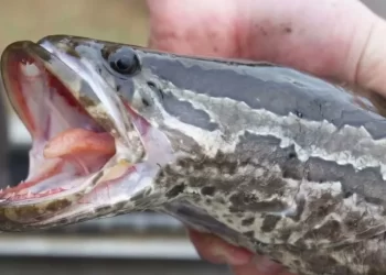 Pez cabeza de serpiente genera alarma: respira aire, camina por tierra y amenaza ecosistemas