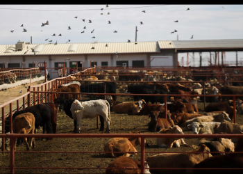 La plaga del gusano barrenador abre un nuevo frente de disputa entre el Gobierno de Trump y México