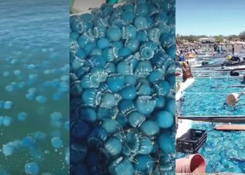 ¡Impresionante! Aguamalas azules invadieron el mar de Sonora