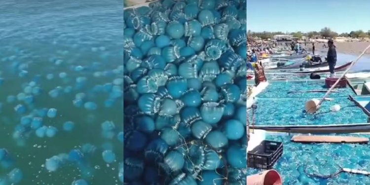 ¡Impresionante! Aguamalas azules invadieron el mar de Sonora