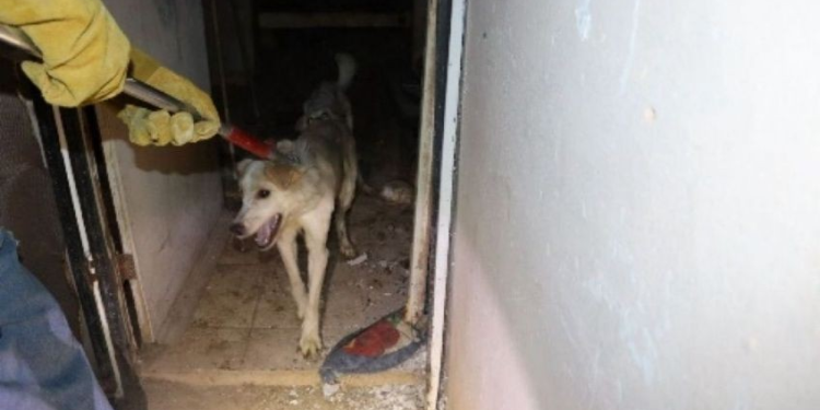 Localizan 3 perros sin vida durante cateo en Sonora; otros 15, víctimas de maltrato, fueron rescatados