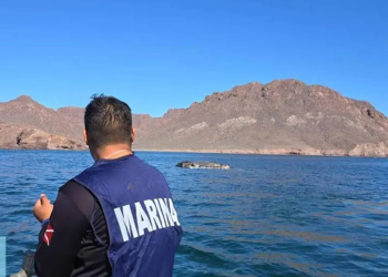 Semar lidera misión para rescatar restos de ballena fallecida en costas de Sonora