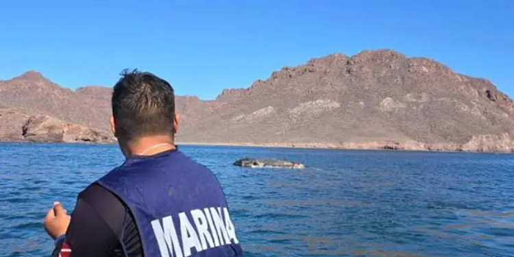 Semar lidera misión para rescatar restos de ballena fallecida en costas de Sonora