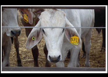 El regreso del gusano barrenador