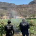 Destruyen plantío de marihuana en Sonora; incineran 21 toneladas de droga