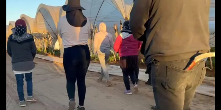 San Quintín 10 años después: persisten el abuso laboral, las malas prestaciones y el maltrato