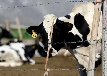 Sector ganadero en Sonora se ve afectado por aranceles de Trump; priorizarán mercado nacional