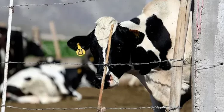 Sector ganadero en Sonora se ve afectado por aranceles de Trump; priorizarán mercado nacional