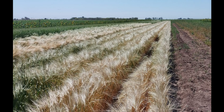 “Rescatan” del rentismo 4 mil hectáreas propiedad de los pueblos Yaquis a través de apoyos de SADER