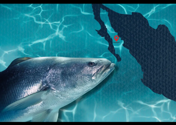 ¿Por qué está prohibida la pesca de totoaba en golfo de California?