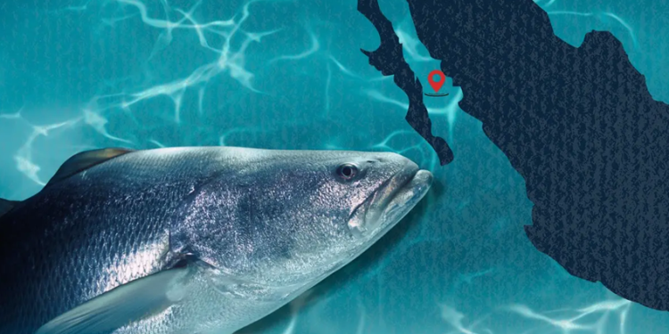 ¿Por qué está prohibida la pesca de totoaba en golfo de California?