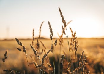 ‘Se muere’ la actividad agrícola del sur de Sonora; redujo 90% sus labores en el valle del Mayo y el Yaqui