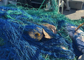 Marina libera 17 totoabas y asegura kilómetros de redes en Alto Golfo de California