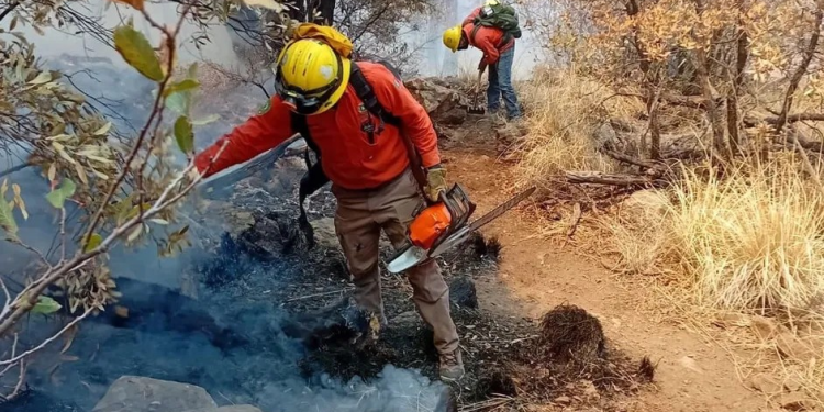 Incendio forestal en Sonora arrasa casi mil hectáreas de sierra en Bavispe