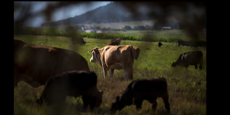 El secretario de Agricultura mexicano da su versión respecto a restricciones de ganado por gusano barrenador