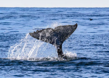 ¿Ballenas o gas en México?