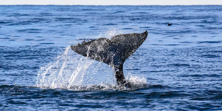 ¿Ballenas o gas en México?