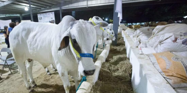 Ahora, ganaderos piden cierre de fronteras del sur por gusano barrenador; acusan entrada ilegal de ganado