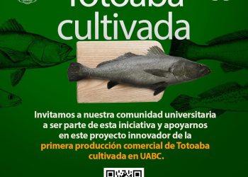 Abren venta de totoaba para universitarios; 280 pesos por kilo