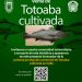 Abren venta de totoaba para universitarios; 280 pesos por kilo
