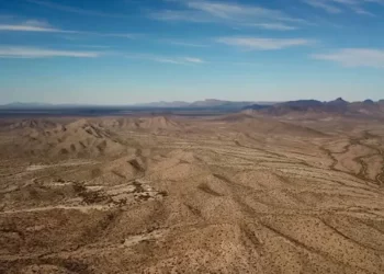 Saguaros, cardones y grandes cactáceas mueren de sed en Desierto de Sonora