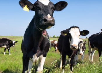 Ganaderos de México proponen a Sheinbaum cerrar frontera con Guatemala para “frenar” al gusano barrenador