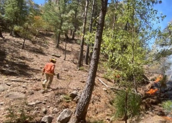 Se mantienen activos 4 incendios forestales en sierra de Sonora; brigadistas combaten las llamas
