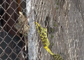 Agreden a Balazos a Hombre en Colonia López Portillo al Norte de Hermosillo