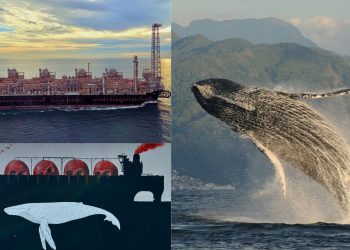 ‘¿Ballenas o Gas?’, qué sabemos y de qué trata esta campaña