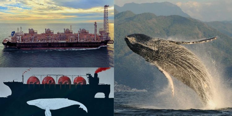 ‘¿Ballenas o Gas?’, qué sabemos y de qué trata esta campaña