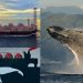 ‘¿Ballenas o Gas?’, qué sabemos y de qué trata esta campaña