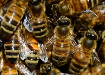 Trasladan en Helicóptero a Trabajadores tras Ser Picados por Enjambre de Abejas en Bacanuchi