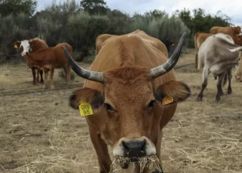Sonora refuerza medidas sanitarias por gusano barrenador