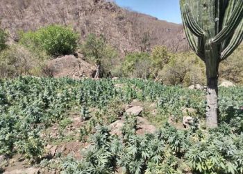 Golpe al narco en Sonora: destruyen plantío de 5 mil metros cuadrados de marihuana y amapola