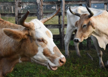Se reforzará estrategia gubernamental contra gusano barrendor: GCMA