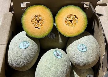 Comienza la cosecha de melón Cantalupo y Honeydew en Sonora