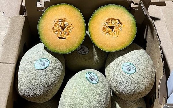 Comienza la cosecha de melón Cantalupo y Honeydew en Sonora