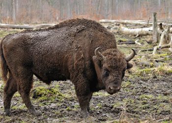 Regresa el bisonte a Janos tras un siglo y revitaliza el ecosistema