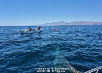 Rescatan y liberan a una ballena jorobada en aguas del Golfo de California