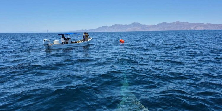 Rescatan y liberan a una ballena jorobada en aguas del Golfo de California