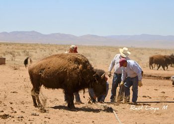 Reserva de Janos protege biodiversidad única en el país