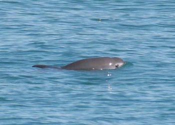 En búsqueda del mamífero marino más amenazado del mundo: en 2024 científicos avistan ocho vaquitas marinas en México