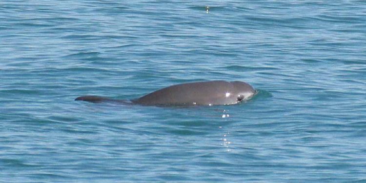 En búsqueda del mamífero marino más amenazado del mundo: en 2024 científicos avistan ocho vaquitas marinas en México
