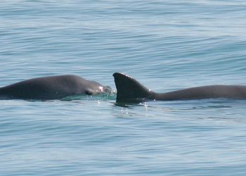 La asombrosa vaquita mexicana, una batalla contra la extinción | Pt. 1 