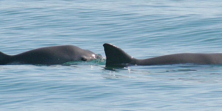 La asombrosa vaquita mexicana, una batalla contra la extinción | Pt. 1 