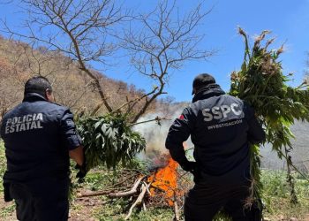 Destruyen cinco plantíos de marihuana