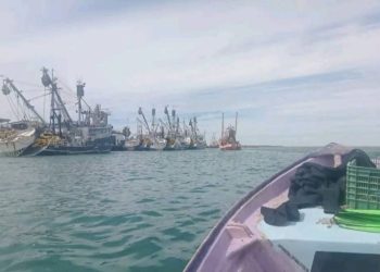 Alertan por avistamiento de tiburones en costas del sur de Sonora