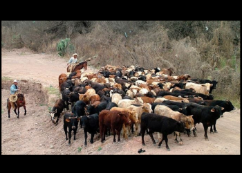 México previó una crisis por el gusano barrenador, pero el gobierno de AMLO no actuó a tiempo