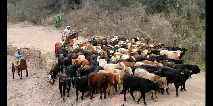 México previó una crisis por el gusano barrenador, pero el gobierno de AMLO no actuó a tiempo