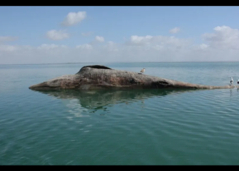 Reportan 91 ballenas grises muertas en Pacífico mexicano: la cifra más alta desde 2020